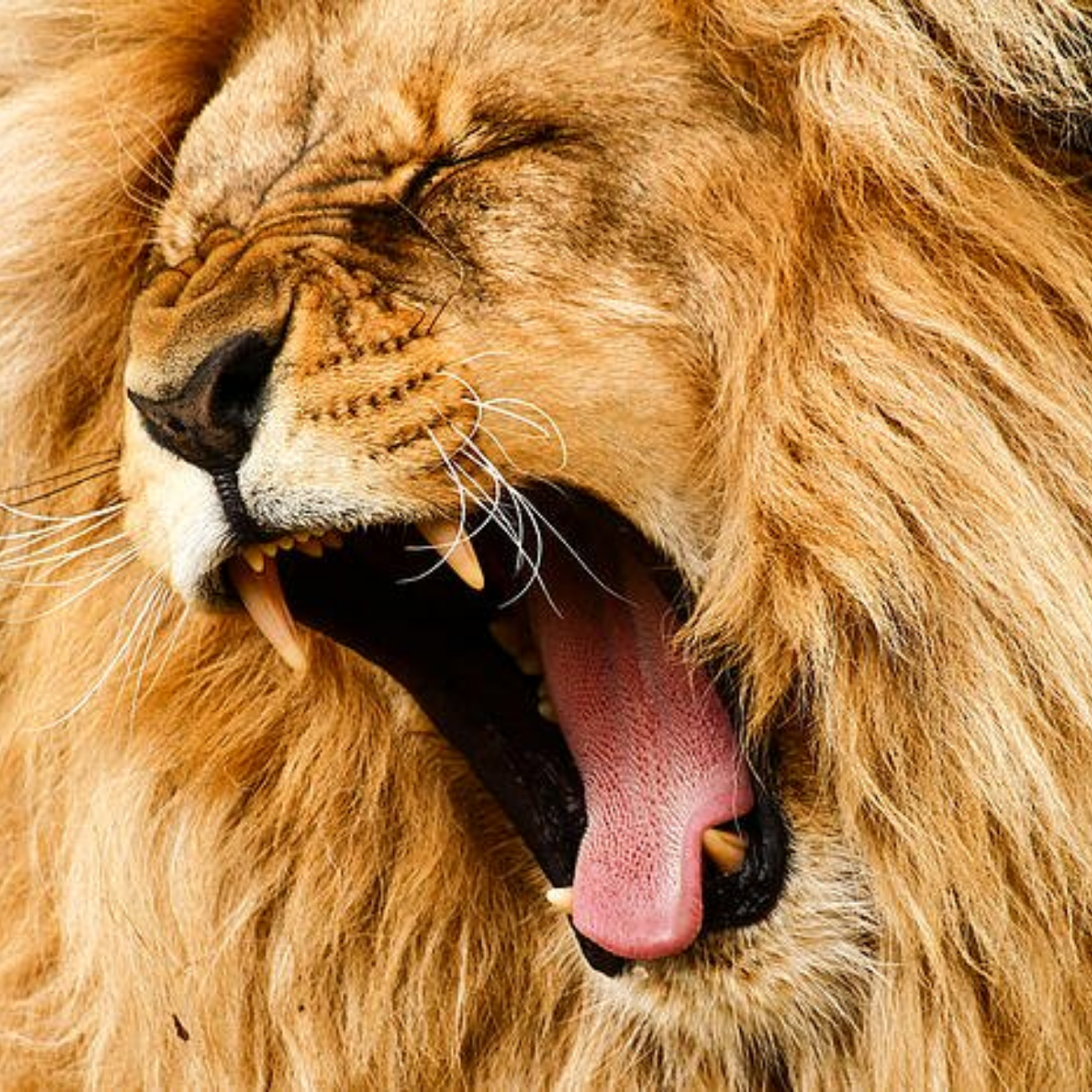 roaring lion images hd png